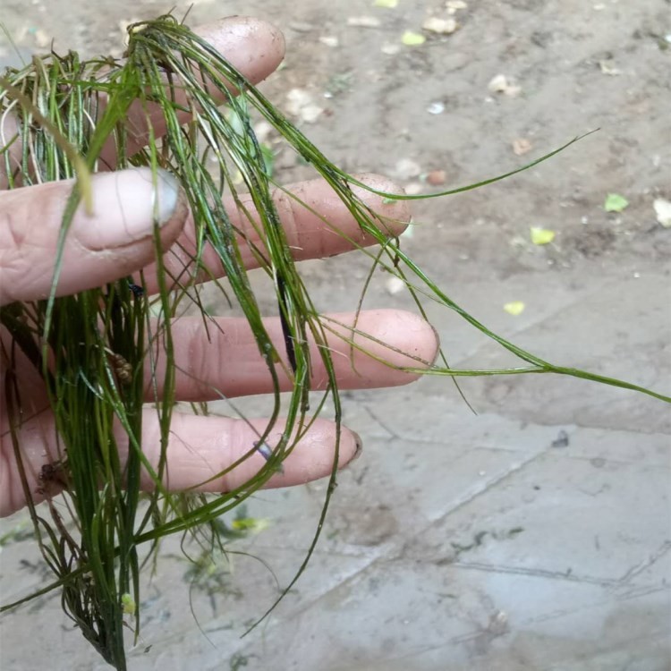 批發(fā) 龍須篦齒眼子菜眼竹葉眼子菜沉水植物凈化水質(zhì)承接種植養(yǎng)護(hù)