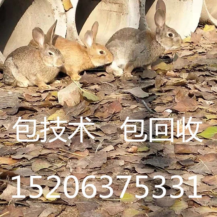 養殖50只雜交野兔投資錢 雜交野兔市場價格  比利時兔幼苗