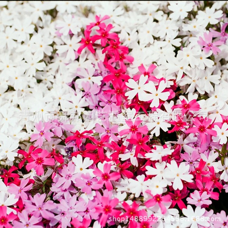 芝櫻 叢生福祿考 魯冰花 羽扁豆 青州草花 黃樓草花 宿根花卉