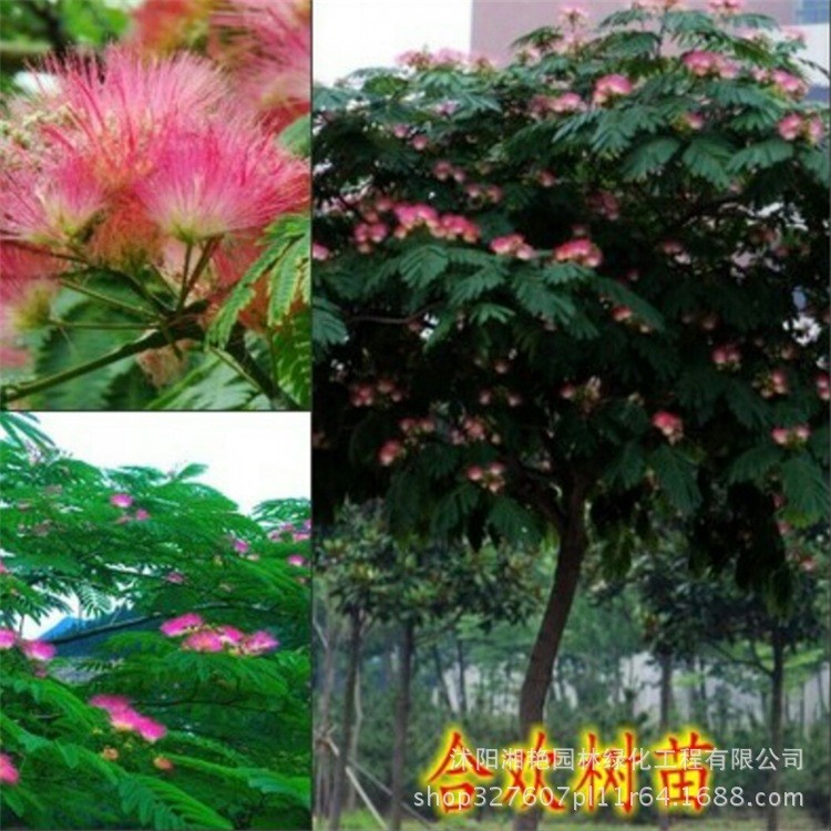 合歡樹苗 合歡苗 絨花樹 芙蓉花樹 合歡樹 合歡樹小苗 夜合歡