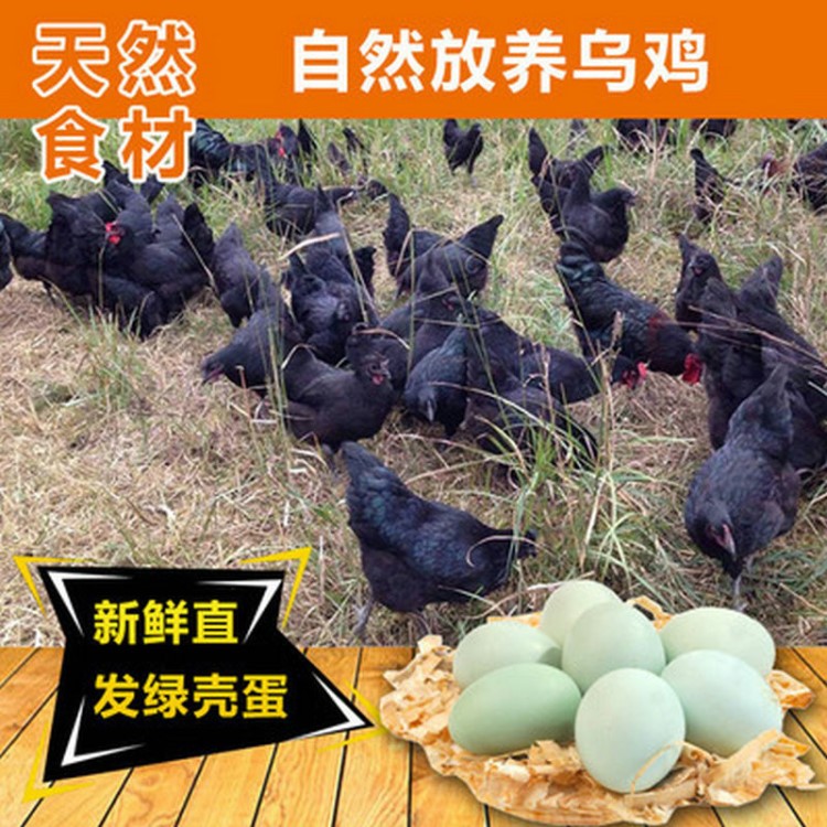 新鮮散養(yǎng)綠殼烏雞蛋 常年放養(yǎng)山雞蛋烏雞蛋批發(fā) 農家放養(yǎng)雞烏雞蛋