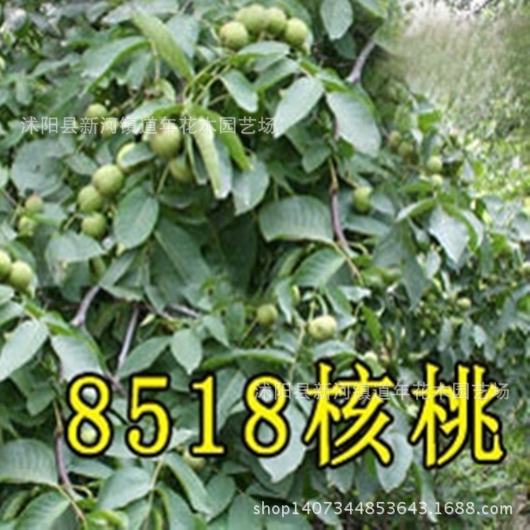 供應(yīng)8518薄皮核桃苗，求購(gòu)8518核桃樹苗，山東8518核桃苗木