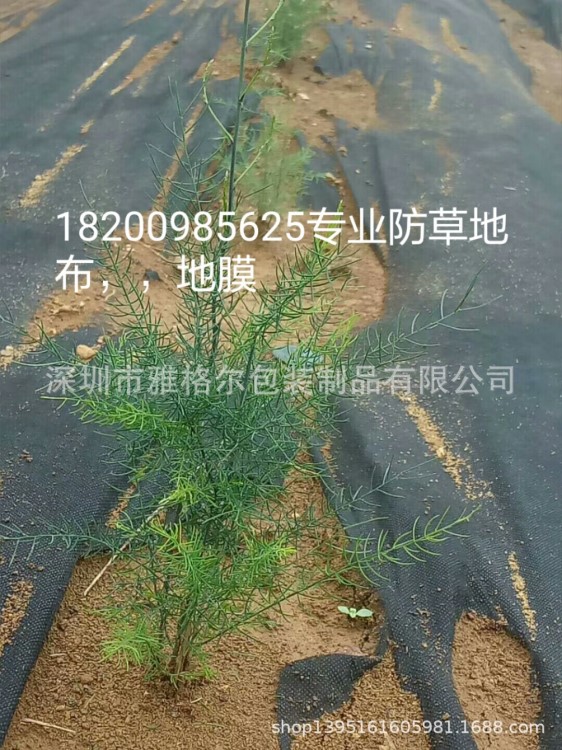 廠家直銷中草藥種植專用防草地布，白芨專用打孔防草地布