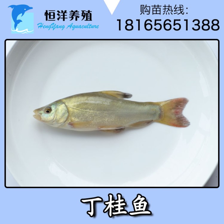 丁桂魚 丁鱥魚 活體魚苗批發(fā) 淡水養(yǎng)殖