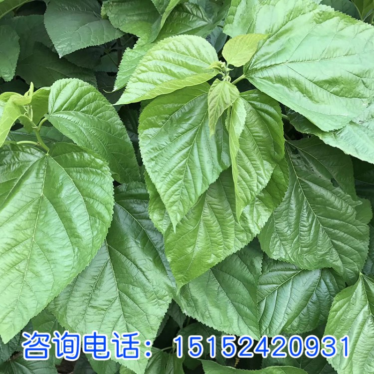 養(yǎng)殖大葉蠶桑種子 果園果桑紅果桑棗種子 黑桑葚桑果桑樹種子