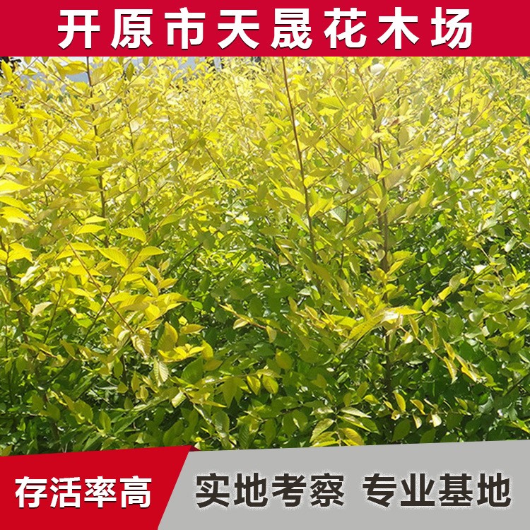 大量供应地接高接金叶榆 丛生形园林植物 园林灌木金叶榆球小苗