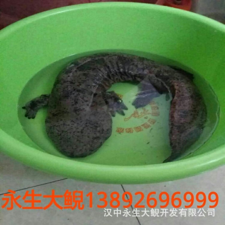 陜西漢中廠家直銷(xiāo)批發(fā)鮮活健康商品娃娃魚(yú)大鯢水產(chǎn)品5-8斤