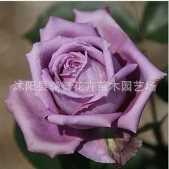 花店里的玫瑰花 拉緋 精品玫瑰 盆栽玫瑰花苗 紫色玫瑰花苗 小海