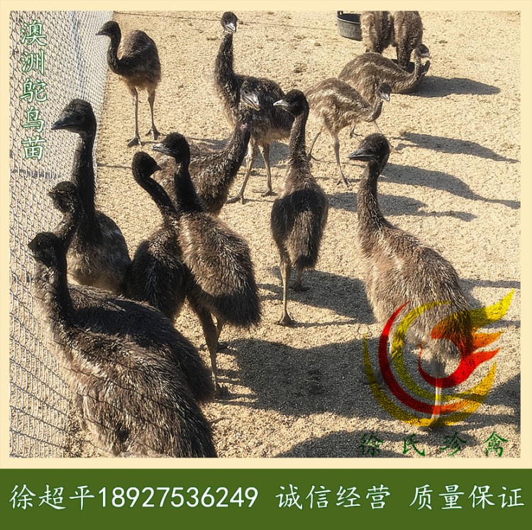 鴯鹋種鳥－鴯鹋種苗－澳洲小寵物－2019年廣東鴯鹋種苗出售中