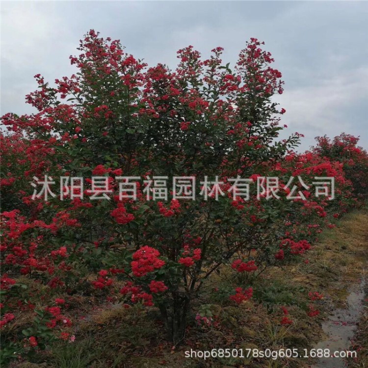 批發(fā)叢生紫薇苗 叢生小葉紫薇樹苗 叢生百日紅 叢生紅花紫薇樹苗