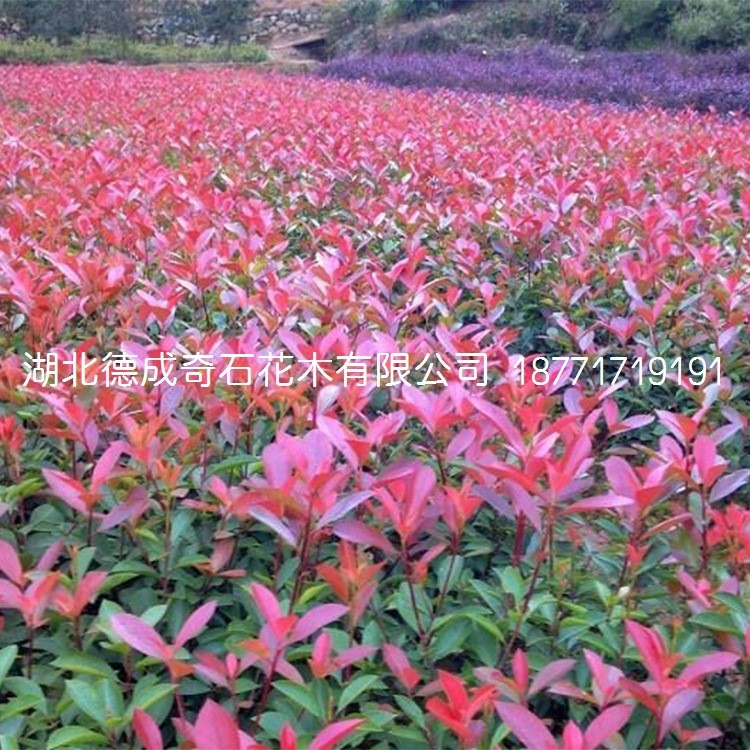 紅葉石楠樹(shù) 紅葉石楠 高桿石楠 2018年直銷(xiāo)