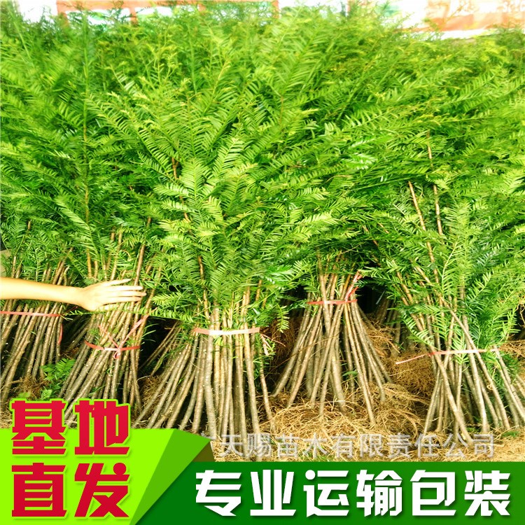 一級(jí)保護(hù)植物紅豆杉四川紅豆杉南方紅豆杉樹(shù)苗曼地亞紅豆杉苗