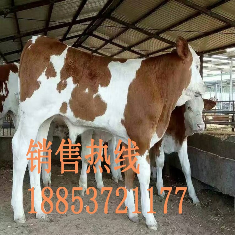 西門塔爾牛牛犢    肉牛肉羊種牛批發(fā)      西門塔爾牛犢價格便宜