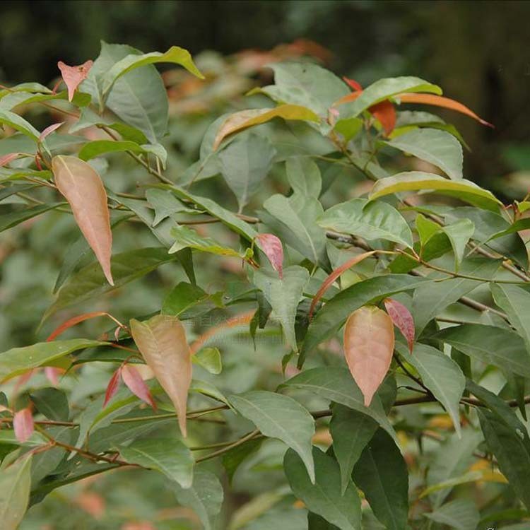 【大毅苗木】供應各種工程苗木 花卉 基地直銷  杜英