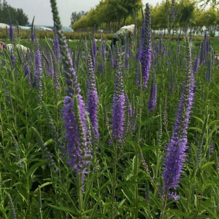 蘭花鼠尾草花海草本花卉景觀庭院種植地被宿根耐寒花卉