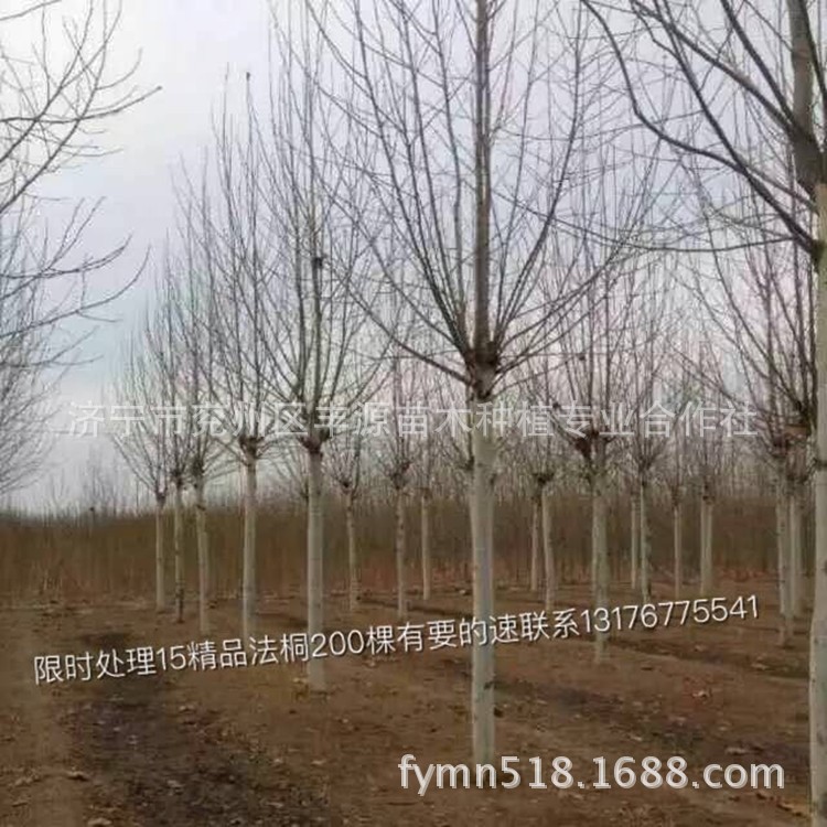 供應 造型法桐 更多苗木信息盡在濟寧豐源