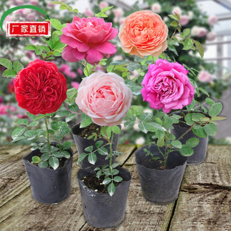 批發(fā)玫瑰花大花帶花苞綠植物盆栽室內(nèi)外桌面薔薇月季花卉觀花陽臺