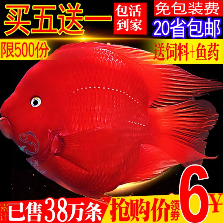 包郵熱帶觀賞魚血鸚鵡魚發(fā)財魚活體中大型銀龍魚淡水招財魚元寶紅