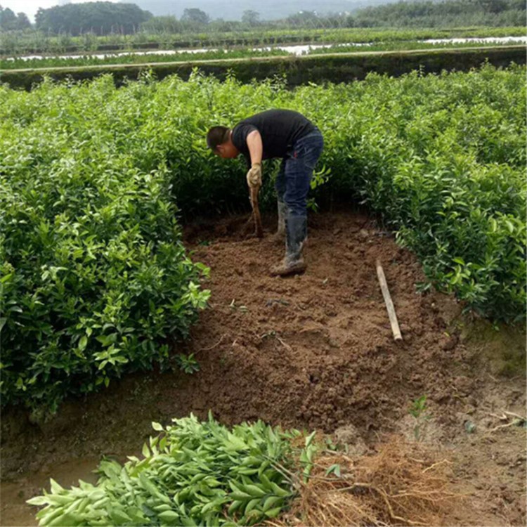 廣西河池沃柑苗 四川沃柑苗 貴州沃柑苗 廣西沃柑苗 沃柑苗木批發(fā)