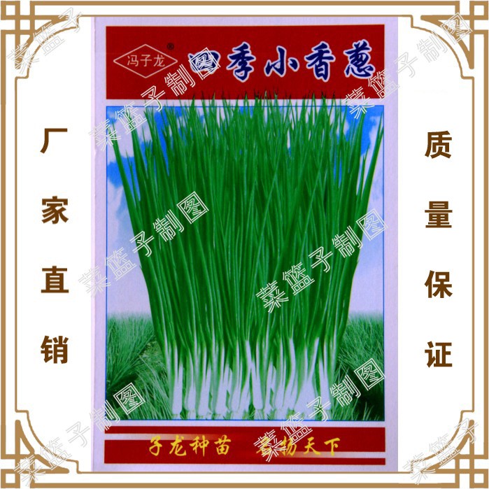 厂家批发 四季小香葱43-07 具有出芽率高 结实性好 大棚蔬菜种植