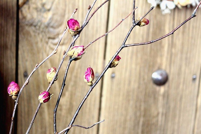 玫瑰干枝 梅花樹枝 干花軟裝