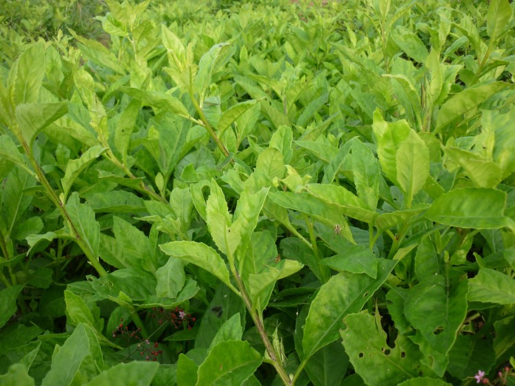 保健蔬菜種子 降壓神菜 長命菜(富貴菜)種苗批發(fā)