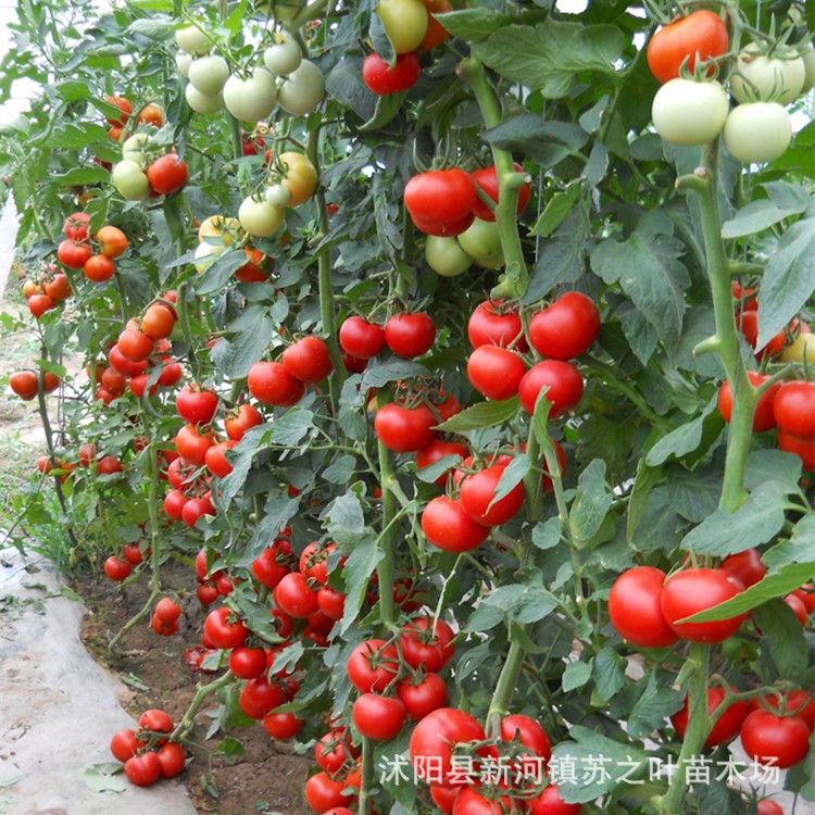 蔬菜種子番茄種子小西紅柿圣女果番茄櫻桃水果家庭陽臺種植盆栽