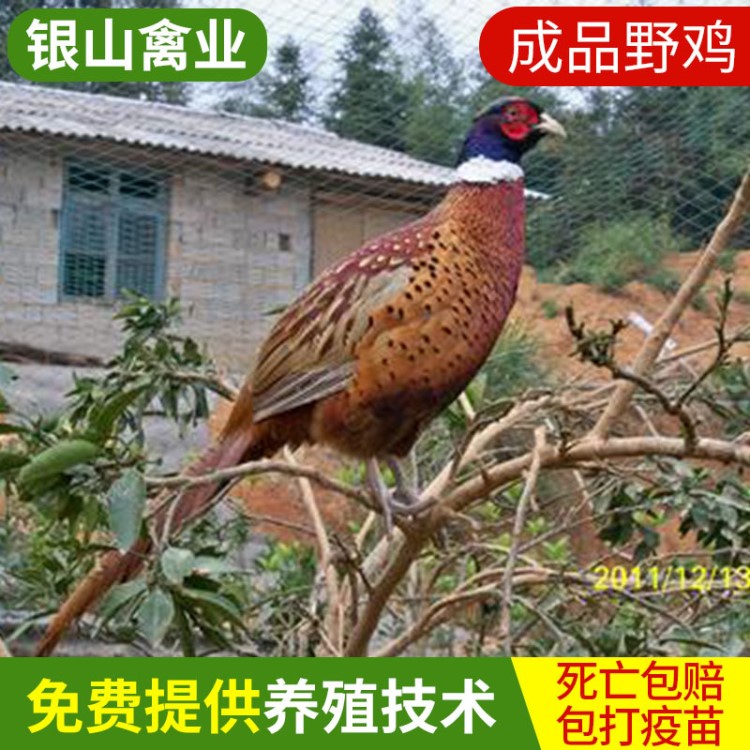 農家生態散養山雞 野雞 七彩山雞 高存活雉雞 七彩山雞批發