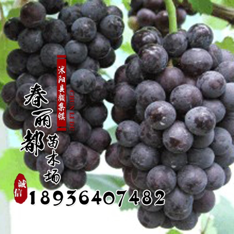 全國嫁接葡萄苗繁育基地批發各類品種葡萄苗嫁接葡萄貨到付款