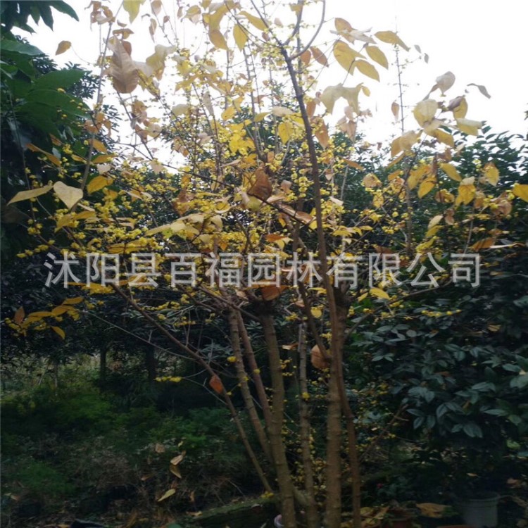 批發(fā)花灌木小苗 綠化庭院盆栽叢生臘梅苗 叢生臘梅花工程素心臘梅