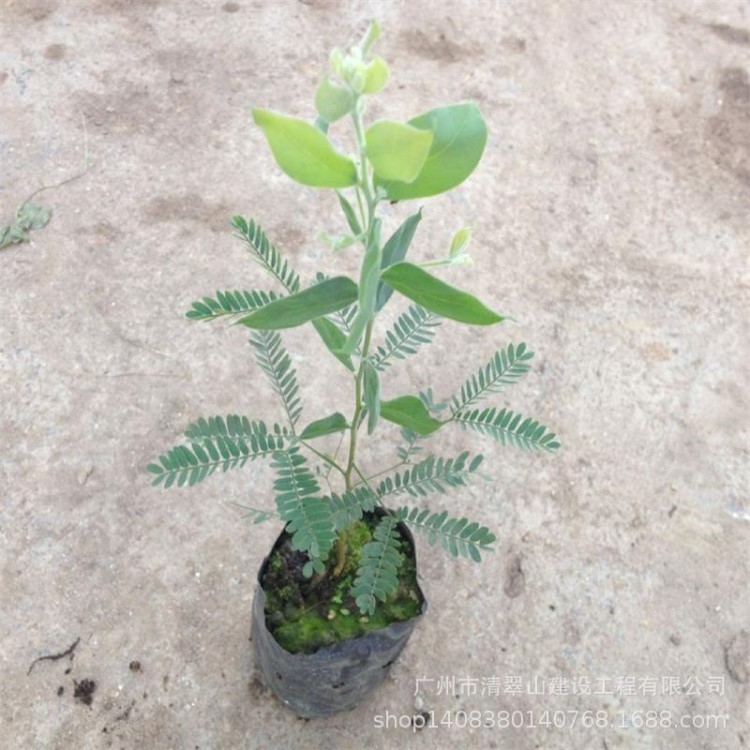 銀葉金合歡苗盆栽花卉庭院觀花植物速生小喬木