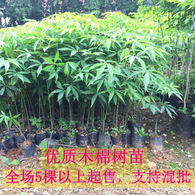 美麗異木棉樹(shù)苗 美人樹(shù)苗 大腹木棉苗 酒瓶樹(shù)苗 庭院小區(qū)地栽種植