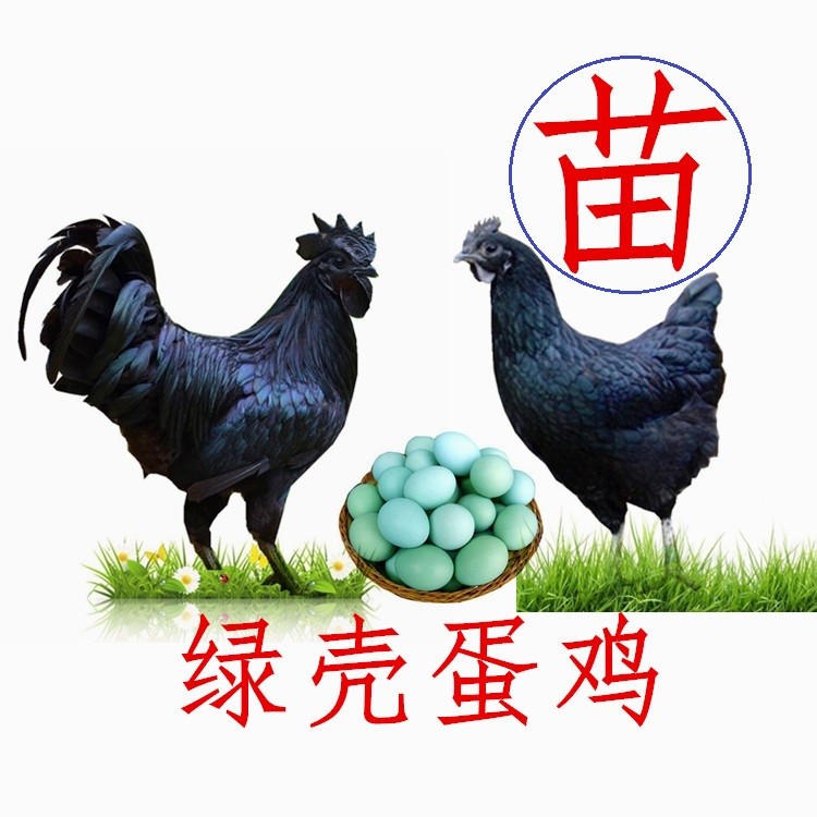 綠殼蛋雞苗種五黑一綠品種，五黑雞苗廠家批發(fā)，價(jià)格優(yōu)惠