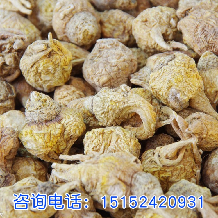 批發(fā)紫瑪咖種子 麗江瑪卡基地 秘魯基因瑪卡籽 發(fā)芽率高