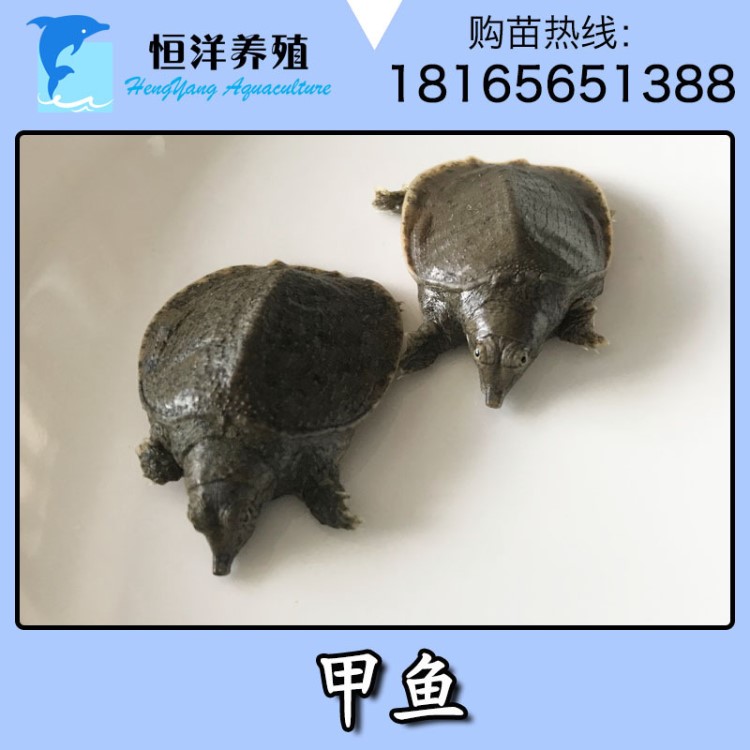 中華鱉 珍珠鱉 黃沙鱉 魚苗批發(fā) 甲魚苗 淡水養(yǎng)殖