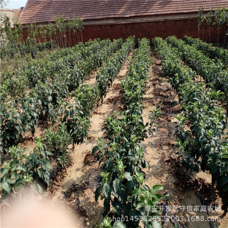 苗圃基地 觀賞蘋果苗 柱狀蘋果苗 紅肉蘋果樹批發(fā)價格