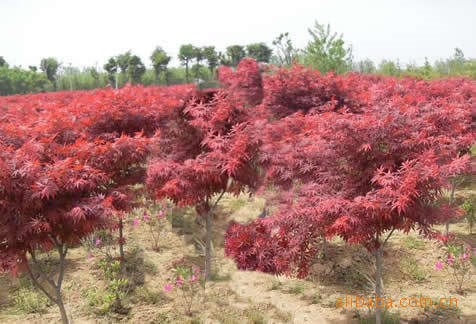 南京红枫培育基地 汤泉红枫苗木批发销售