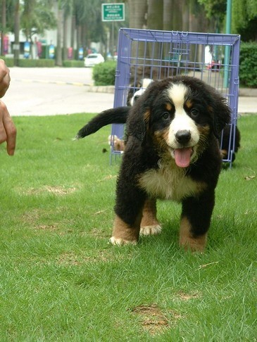 伯恩山幼犬大型幼犬伯恩山幼崽出售 北京正規(guī)犬舍 雙血統(tǒng)伯恩山犬