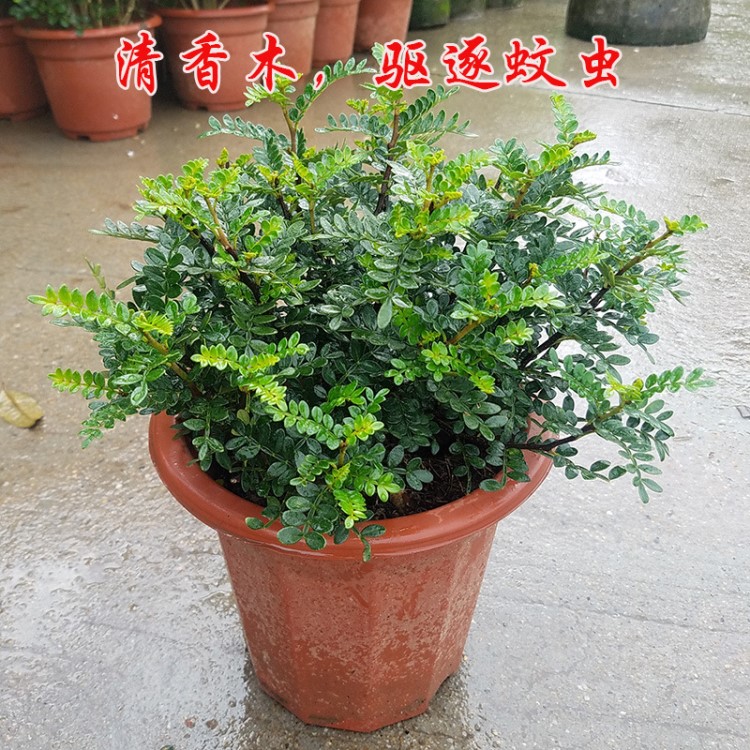 清香木盆栽植物批发 驱蚊草小苗 清香型胡椒木盆景四季常绿净化气