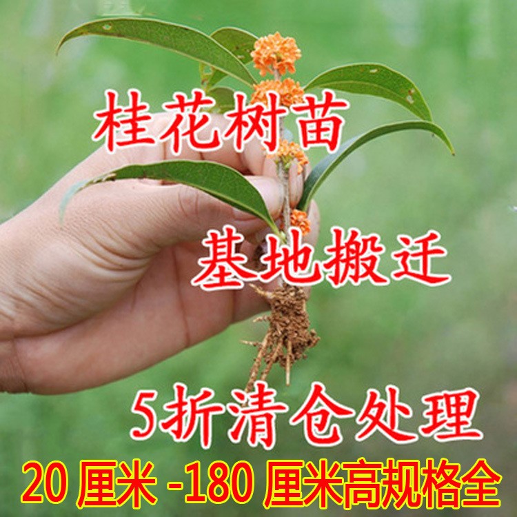 桂花樹(shù)苗盆栽四季桂金桂丹 多色系露地觀花風(fēng)景樹(shù)園林植物喬木