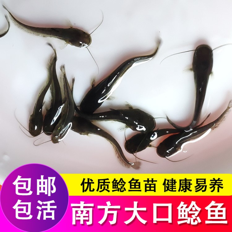 南方大口鯰魚苗淡水活體鯰魚苗大型鲇魚苗鯰魚觀賞魚冷水魚兇猛魚