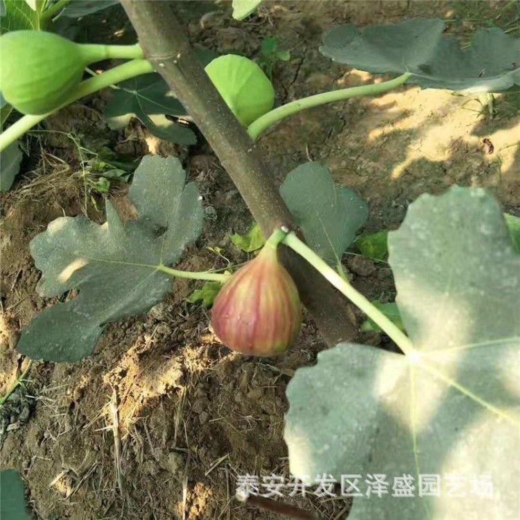 基地供應(yīng)無(wú)花果樹(shù)根系發(fā)達(dá)好成活規(guī)格全品種優(yōu)青皮無(wú)花果樹(shù)