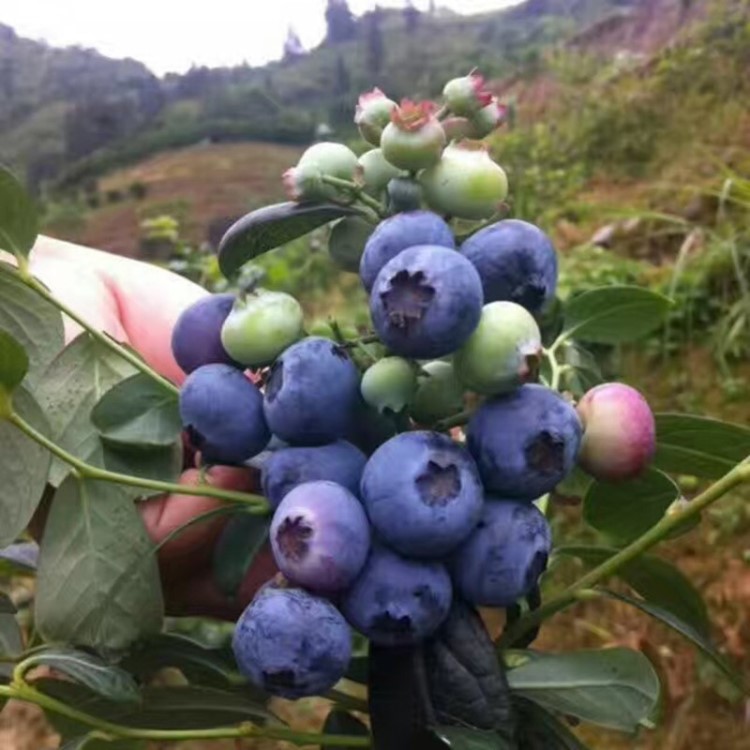 藍(lán)莓苗盆栽帶果南方果樹四季嫁接藍(lán)梅苗種植北方當(dāng)年結(jié)果藍(lán)莓樹苗