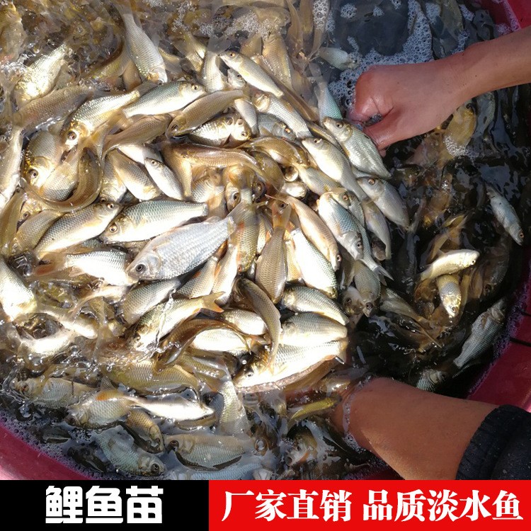 山東濟南青島淄博棗莊東營煙臺濰坊淡水魚苗批發(fā)水產養(yǎng)殖水花苗種