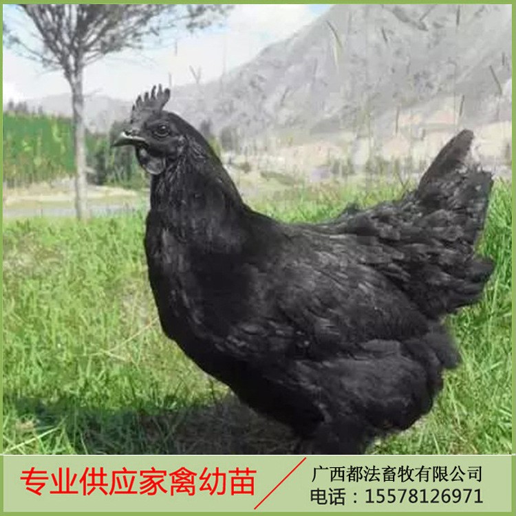 廣西廠家常年供應(yīng)雞苗 黑鳳雞苗 山雞苗 雞苗批發(fā)品質(zhì)