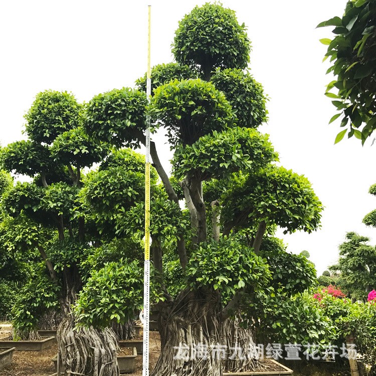 四川造型榕樹(shù)樹(shù)樁樁景 福建批發(fā)廣西小葉榕樁頭 造型小葉榕價(jià)格