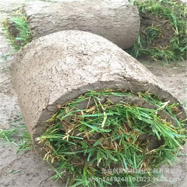 北京供應冷季型草坪 混播草高羊茅早熟禾 草坪卷園林別墅庭院綠化