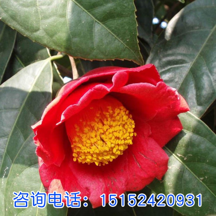 油茶種子 新采紅花油茶種子 紅花大果 產(chǎn)油多 油料經(jīng)濟樹種