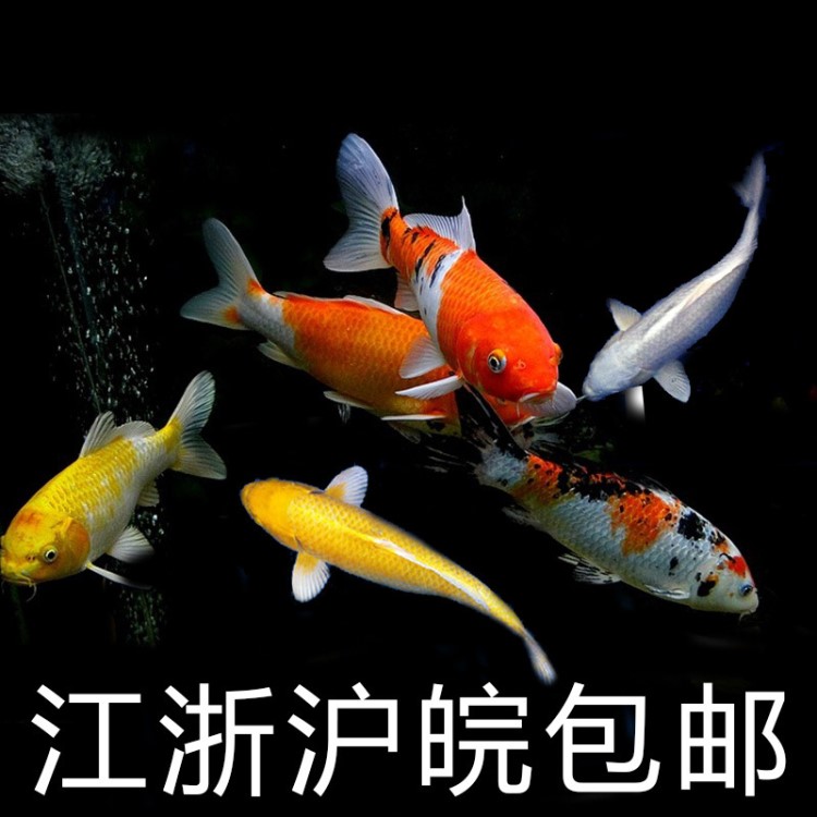 觀賞魚錦鯉魚活體魚紅白錦鯉大正三色錦鯉孔雀錦鯉黑錦鯉黃金錦鯉