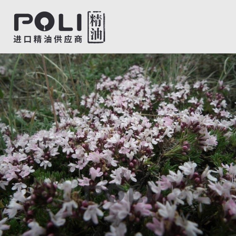 (西班牙) 1號(hào)_百里酚百里香精油 (紅) 【POLI/頗黎】